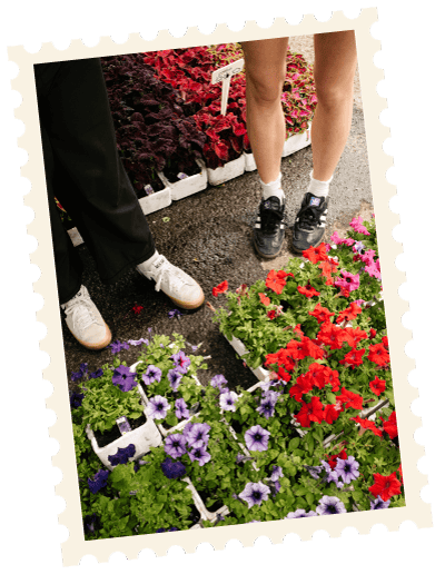 Fleurs